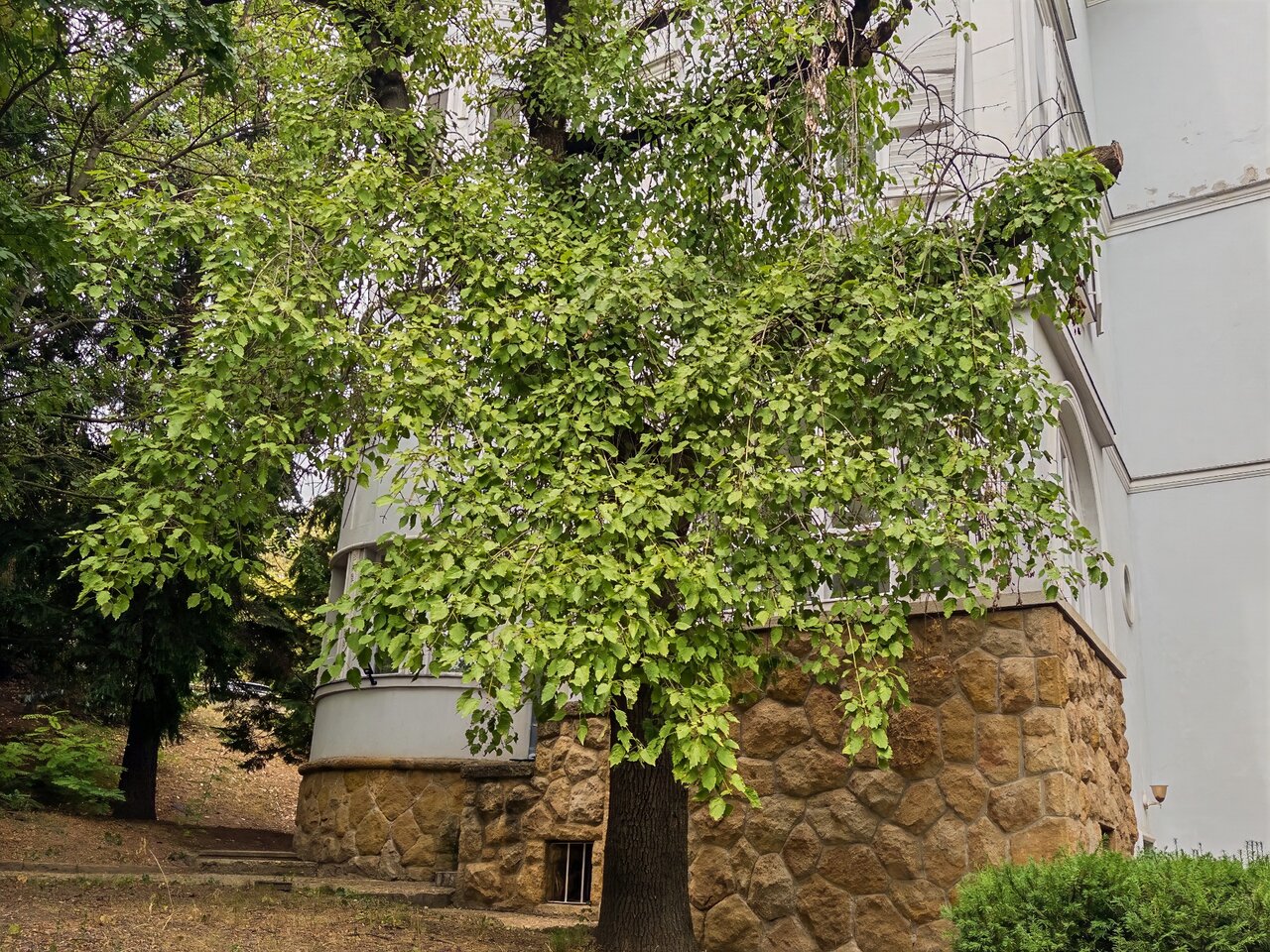 A villa terméskő burkolatú homlokzata park jellegű, idős fákkal borított környezetben - luxusvilla a Városmajorban, XII. kerület
